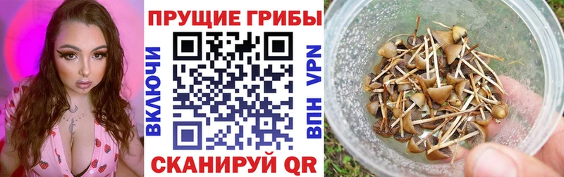ОМГ ОМГ ТОР  Донской  Псилоцибиновые грибы Psilocybe 
